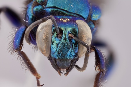 [Aglae caerulea male (anterior/face view) thumbnail]